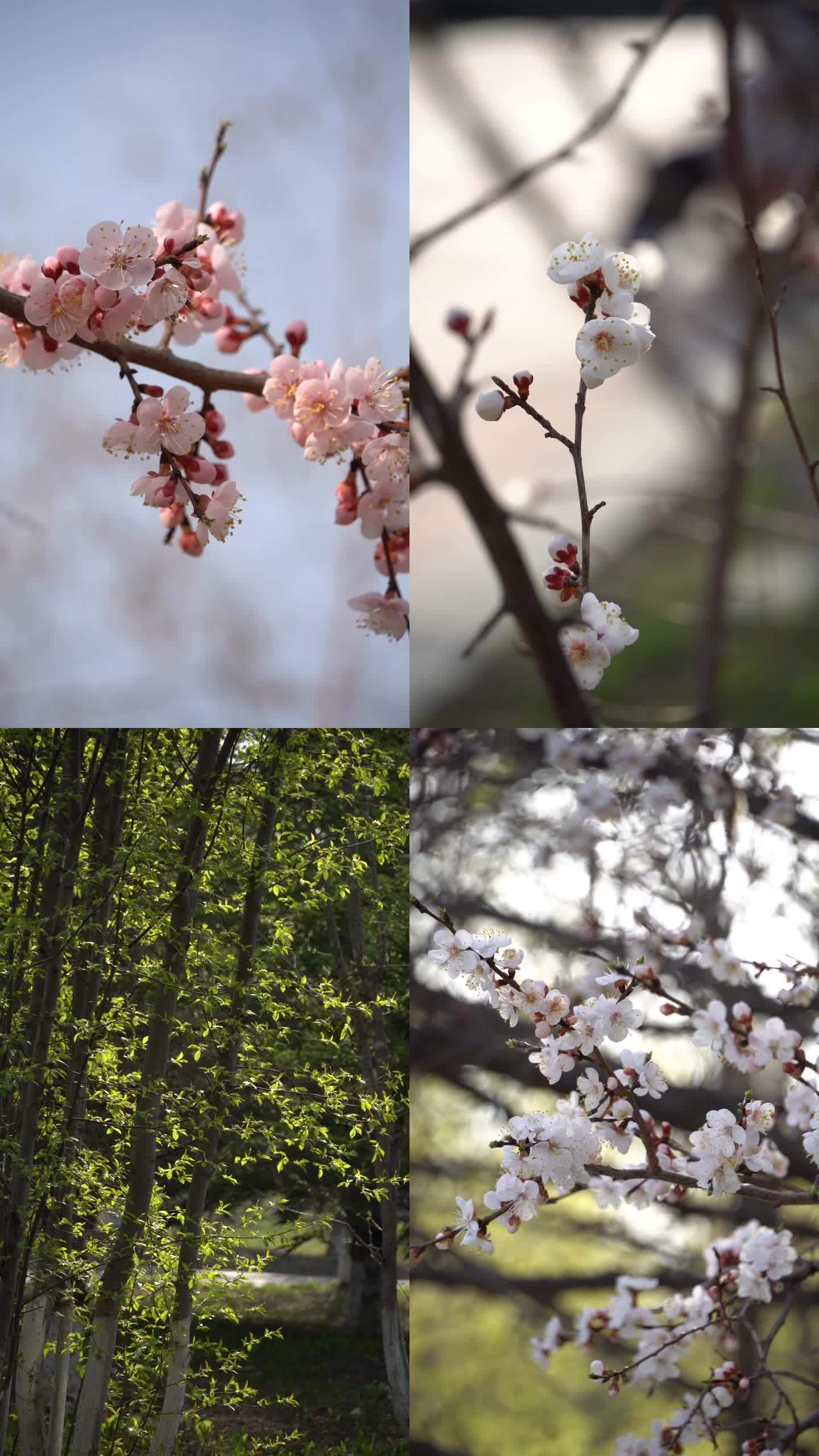 原创竖版—春季花开绿叶