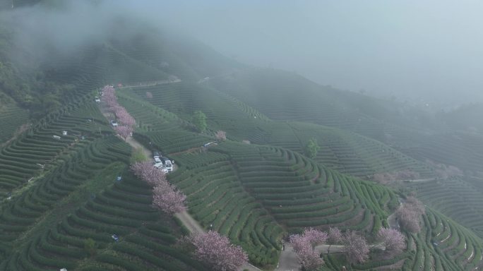 航拍茶山上的樱花