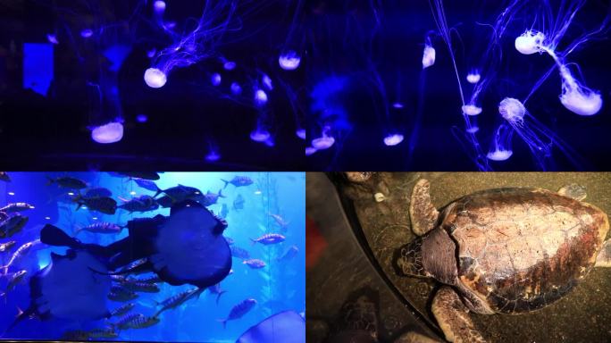 海底世界水母鱼群海龟海洋生物合集