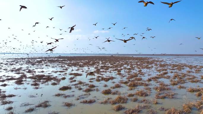 鄱阳湖湿地水鸟翻浪