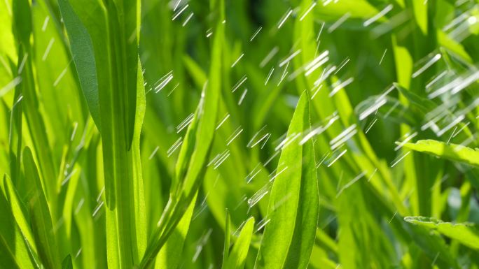 雨中植物绿色植物