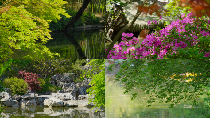 花杜鹃花开春天春景古建筑园林