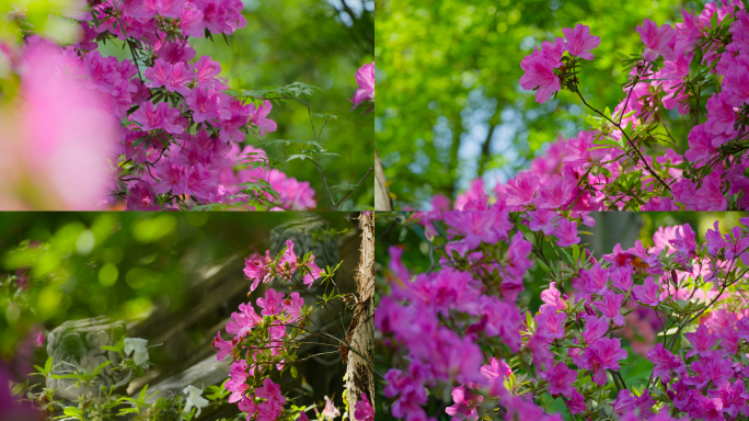 花杜鹃花开春天春景古建筑园林