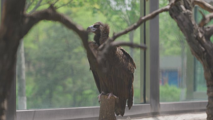 春季河北唐山动物园秃鹫