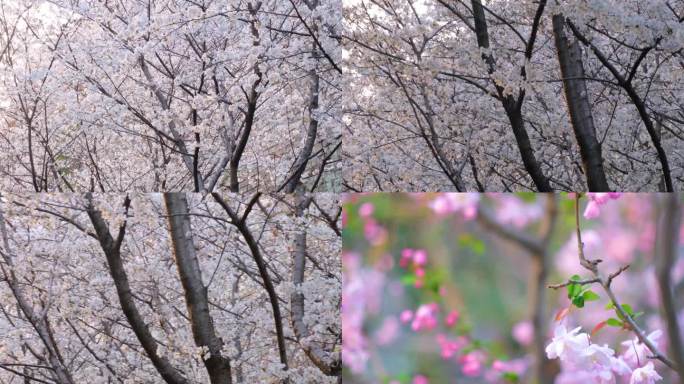 植物园公园春天花朵樱花盛开植物风景视频素
