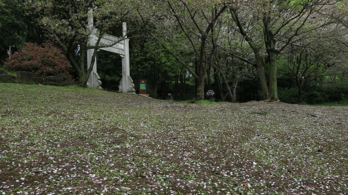 春天樱花林落樱 地面樱如雪 浪漫唯美