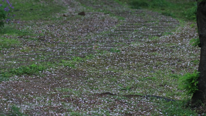 春雨一地樱花花瓣春去