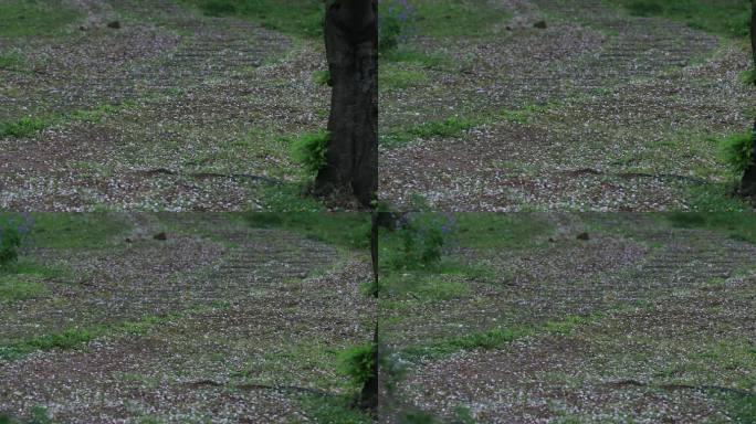 春雨一地樱花花瓣春去