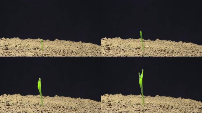 玉米 生长 生命 延时 万物复苏 希望
