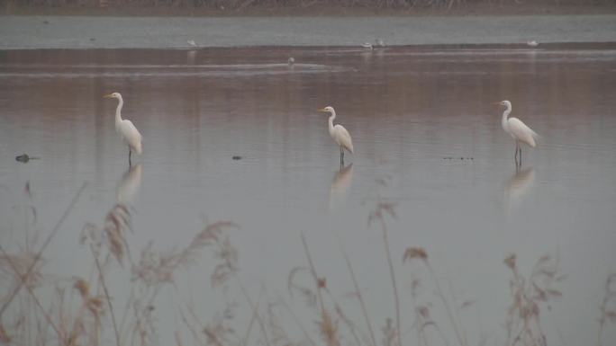 黄河湿地 候鸟乐园