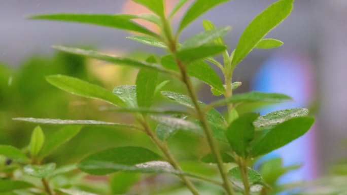 城市下暴雨下雨天雨水雨滴植物树叶子草木雨