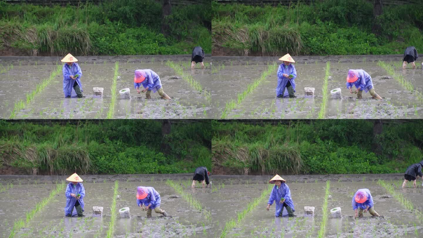农民在雨中劳作