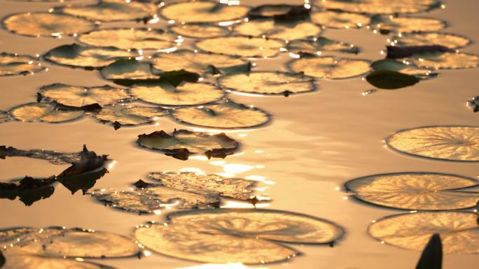 诗意唯美夕阳下的荷花池，金黄色的水面