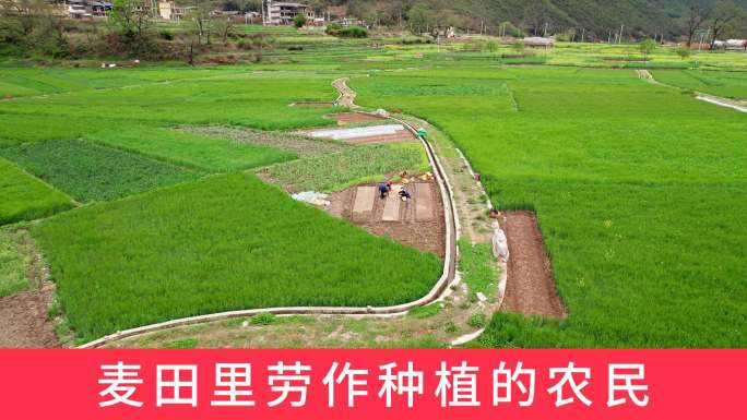 麦田的农民劳作小麦种植农业种植