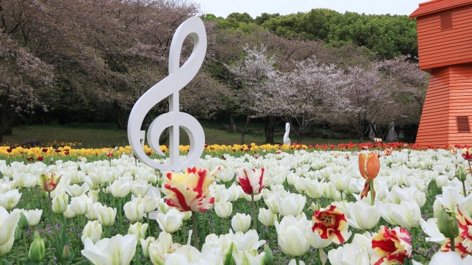 唯美梦幻郁金香花海风车樱花背景 春日浪漫