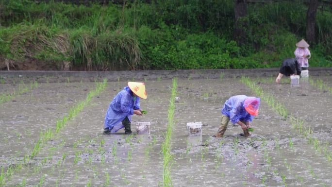 农民在雨中劳作