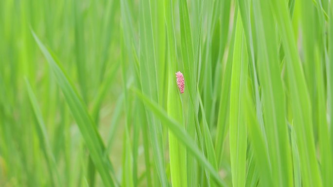 植物叶子上附着的福寿螺虫卵