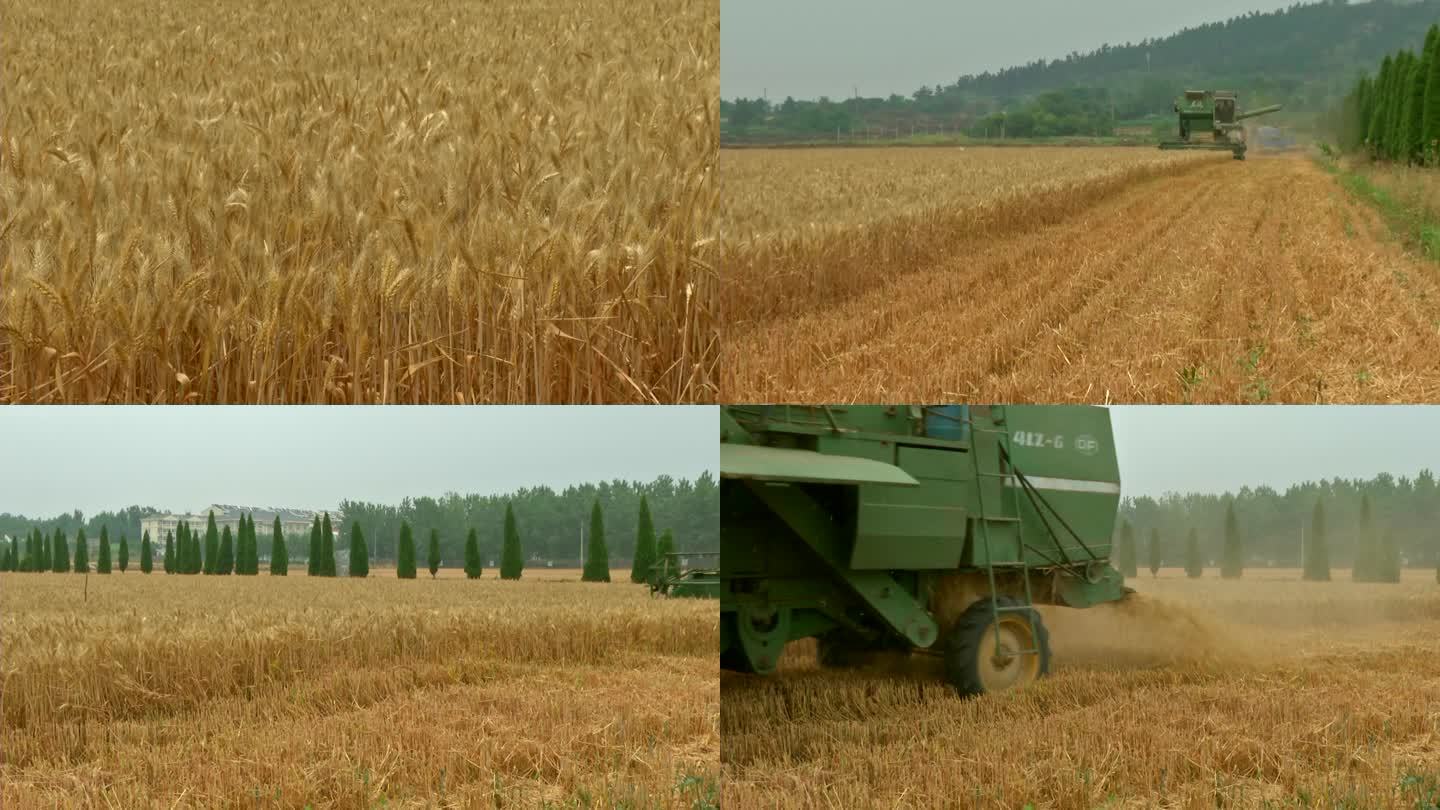 小麦收获期 机收小麦 秸秆粉碎还田 麦茬