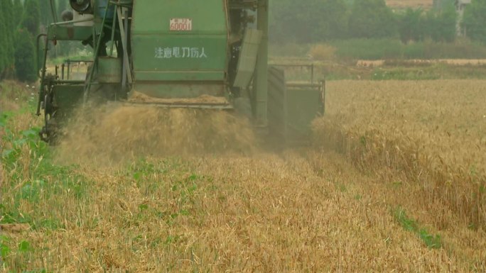 小麦 大田收获期 机收小麦 秸秆粉碎还田