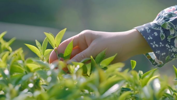 茶园采摘冲泡茶叶