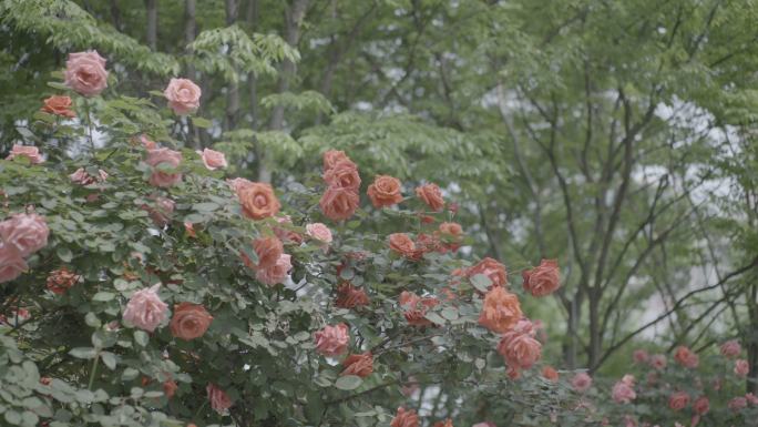 红花花开