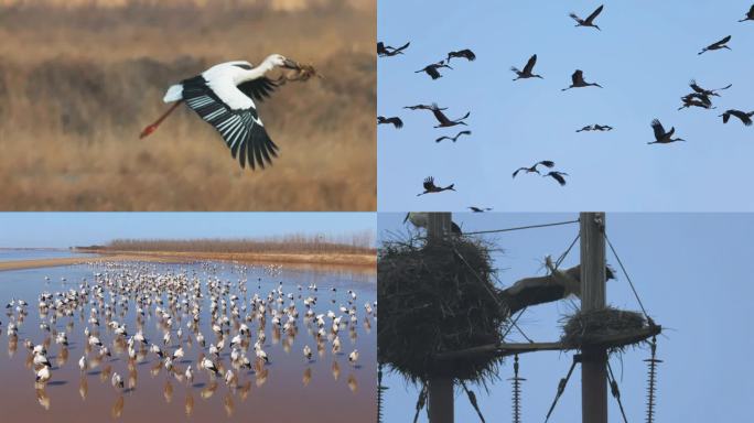 东方白鹳 黄河三角洲 黄河湿地 鸟类迁徙
