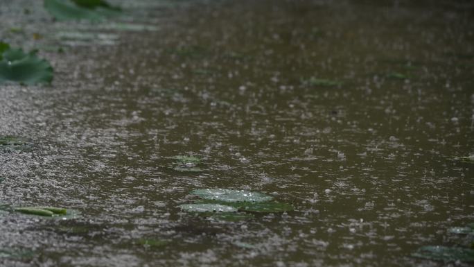 夏天雨中的荷塘