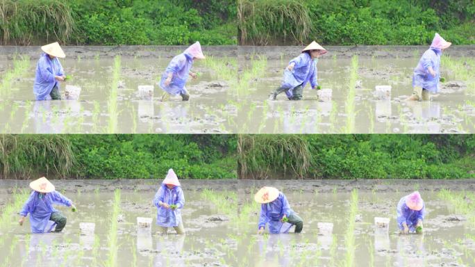 农民在雨中劳作