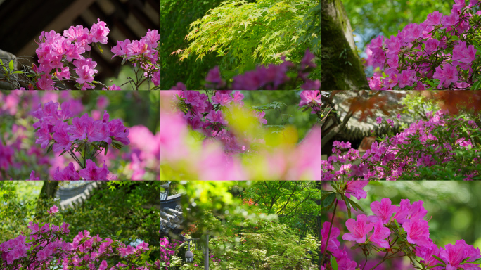 杜鹃花唯美春天春景