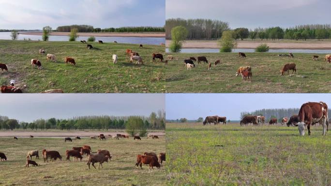 辽河 生态 湿地 牛群 牧场