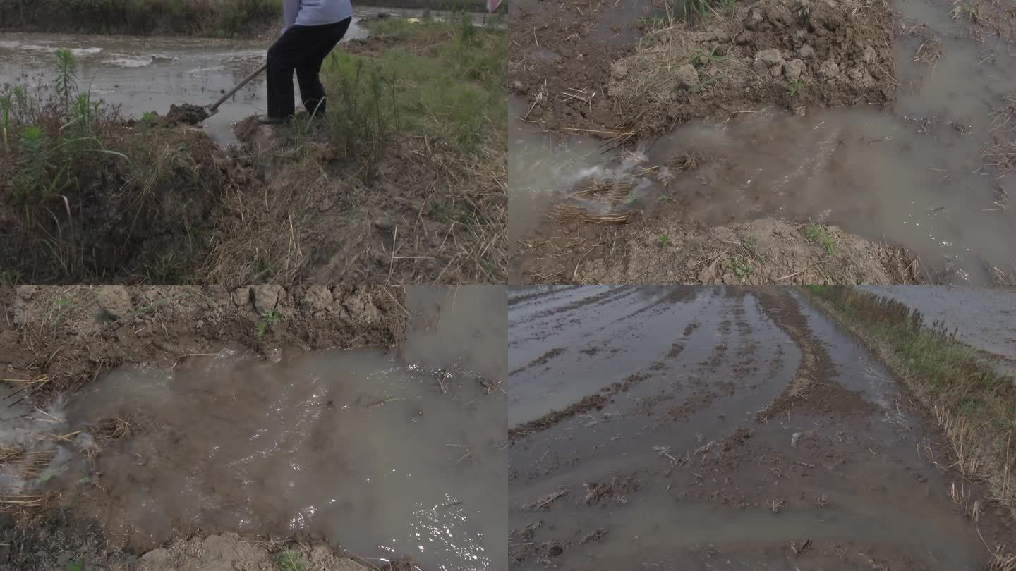 水稻直播田 人工开沟 灌水 大水漫灌稻田