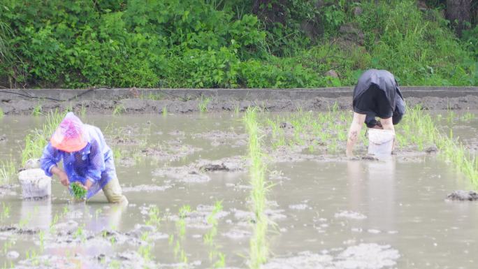 农民在雨中劳作