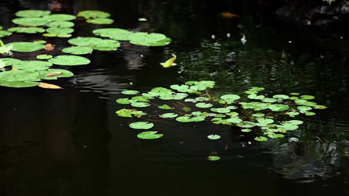 中国风雨中古典园林池塘升格画面