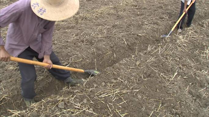 麦茬田 旋耕后的地块 人工开沟 挖排水沟