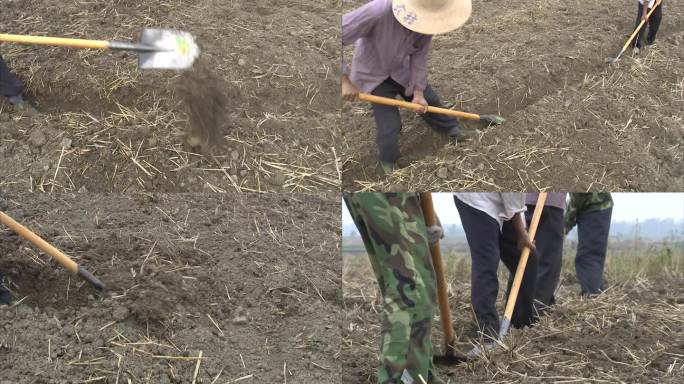 麦茬田 旋耕后的地块 人工开沟 挖排水沟