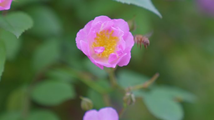 江南苏州的春天蔷薇花开和蜜蜂在飞舞采蜜