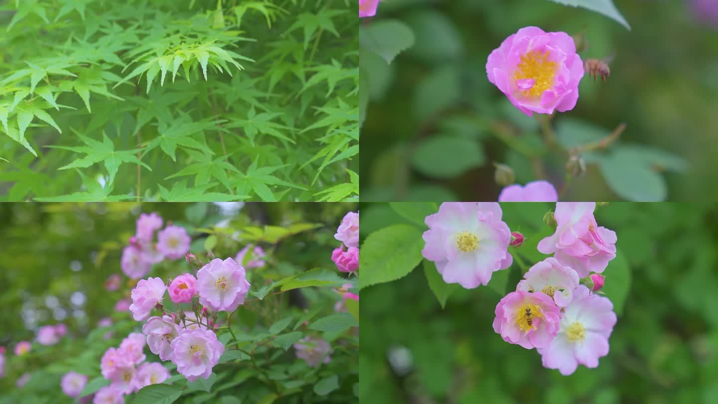 江南苏州的春天蔷薇花开和蜜蜂在飞舞采蜜