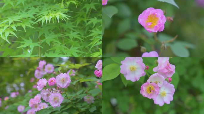 江南苏州的春天蔷薇花开和蜜蜂在飞舞采蜜