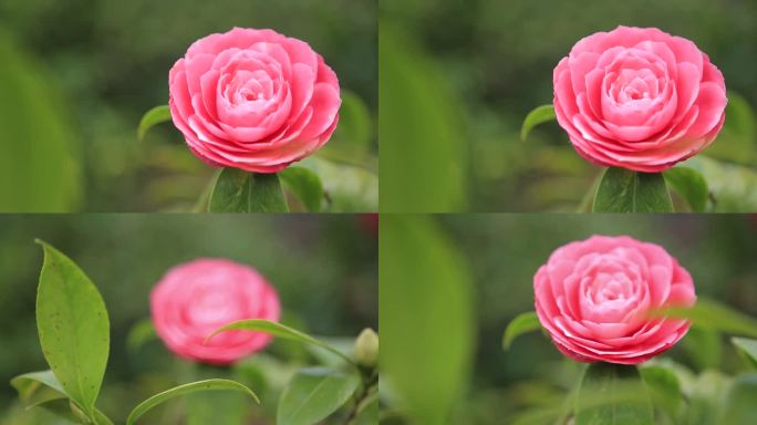 山茶花粉色山茶花特写