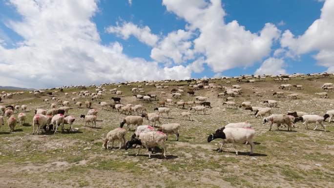航拍新疆牧场草场成群的牛羊4k