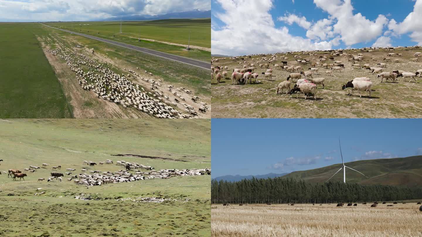 航拍新疆牧场草场成群的牛羊4k