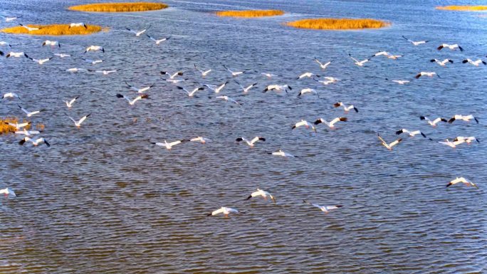 航拍初冬黄河三角洲 湿地 大雁 天鹅群