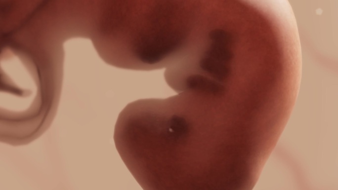 胚胎发育过程6周胎心妊娠早期大脑发育
