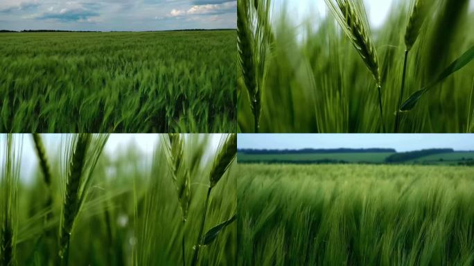 大麦 自然 农业 谷物 植物
