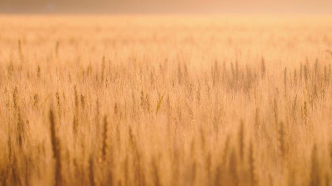 小麦麦田丰收农业粮食粮仓麦子夕阳下的小麦