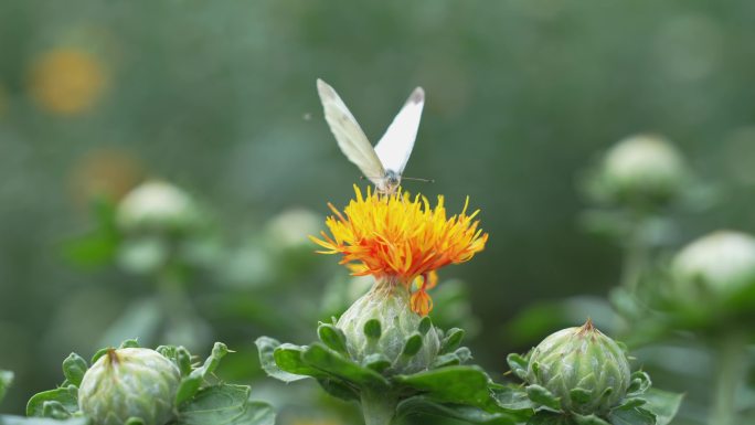 蝴蝶 蜜蜂飞舞