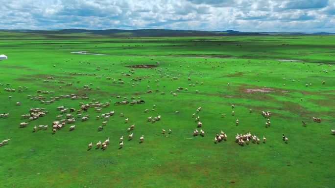 呼伦贝尔夏季草原羊群莫尔格勒河蒙古包