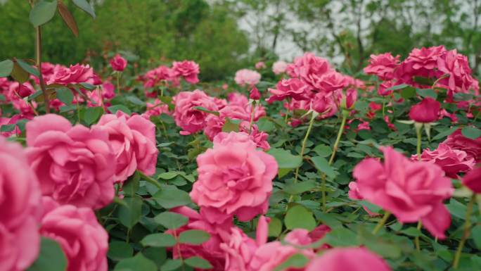 武汉东湖绿道白马景区桃花岛月季花集锦成片