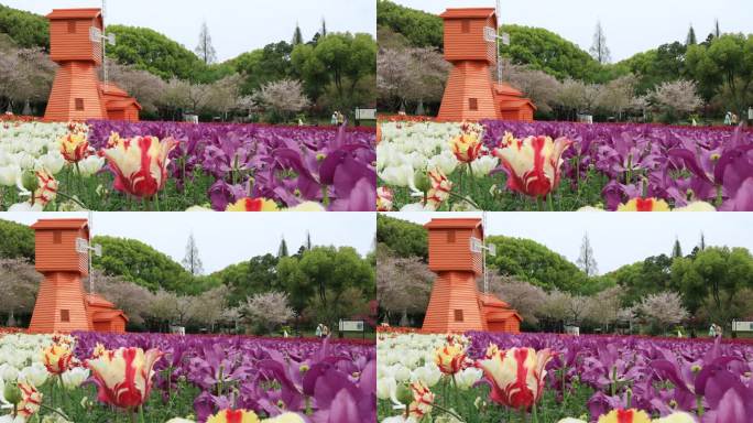 唯美梦幻郁金香花海风车樱花背景 春日浪漫