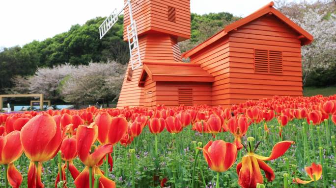 低视角梦幻郁金香花海风车樱花 春日浪漫